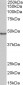 Goat Anti-CD40 Antibody (internal region)